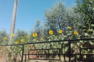 B&b L’uliveto sul Chianti