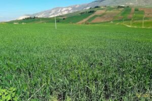 Baglio Mustazza (Casa Vacanze)