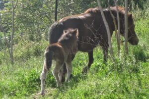 Bed and Breakfast CASAJO