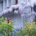 Bed & Breakfast Il Glicine