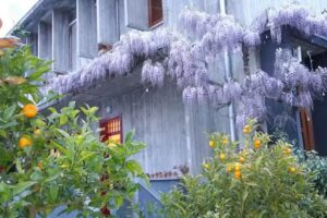 Bed & Breakfast Il Glicine