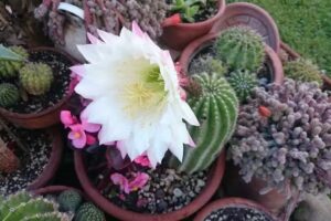 Bed & Breakfast Le Magnolie