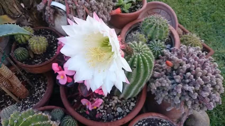 Bed & Breakfast Le Magnolie