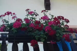 Bed & Breakfast Stella Alpina