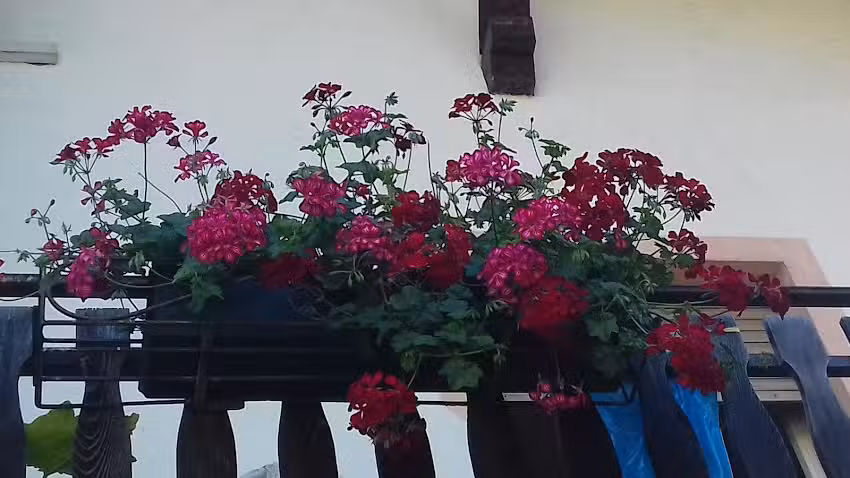 Bed & Breakfast Stella Alpina