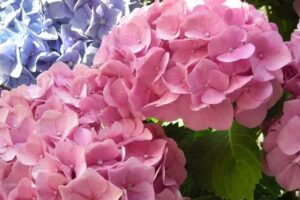 Betty and Breakfast B&B