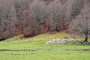 Campitello di Roccamandolfi