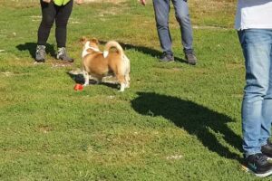 Canile Comunale Colleluna