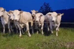 Casa Alpina “Luigi Barbieri”