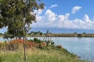 Casa caretta caretta