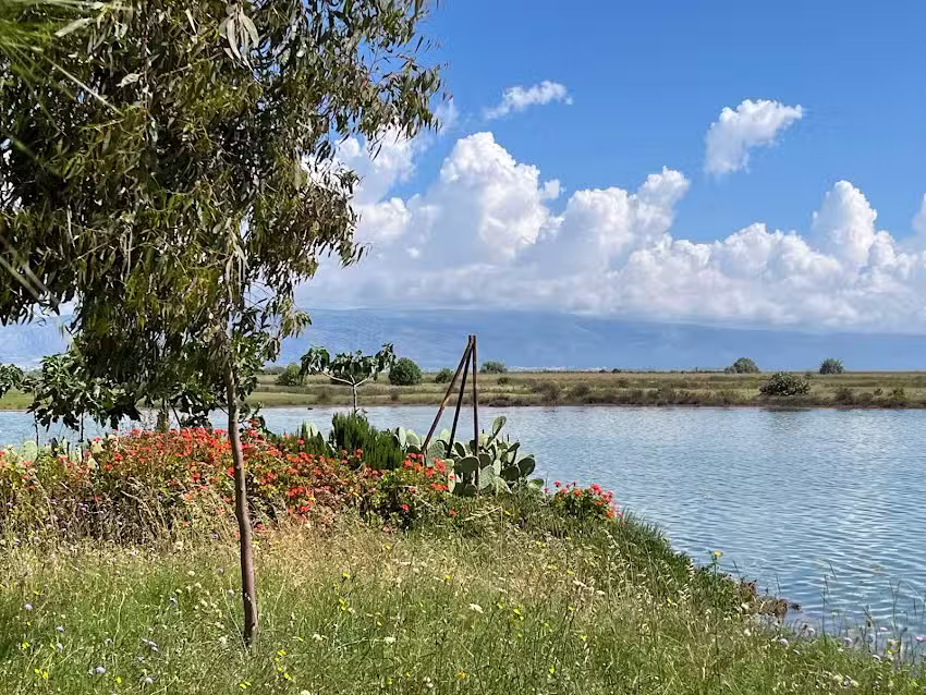 Casa caretta caretta