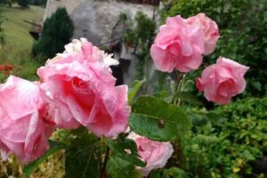 Casa Mira Affittacamere