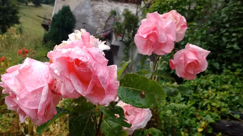 Casa Mira Affittacamere