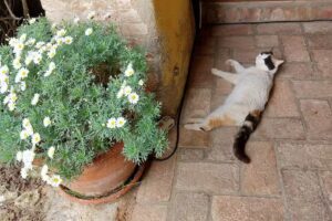 Casa vacanze Podere Cappella