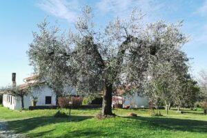 Casa Vacanze Villa Prato Amato