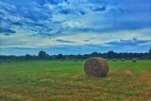 Cascinale dei Borboni