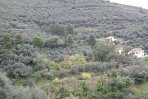 Collina Degli Ulivi Bed & Breakfast Castellaro