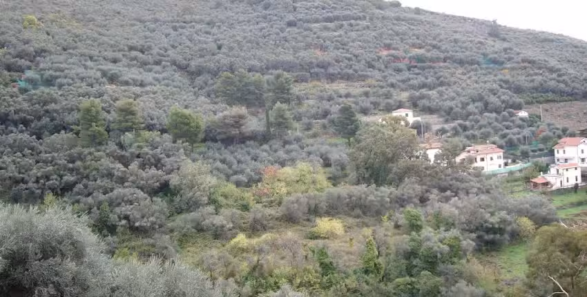 Collina Degli Ulivi Bed & Breakfast Castellaro