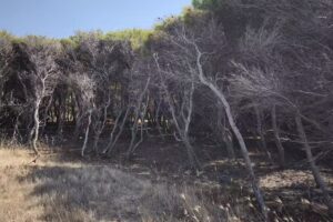 Costa Merlata Suite B&B Ostuni