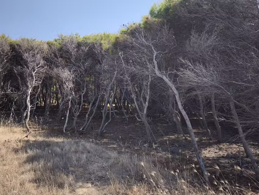 Costa Merlata Suite B&B Ostuni