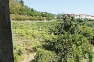 Dal’Antico Campanile, Rovigo