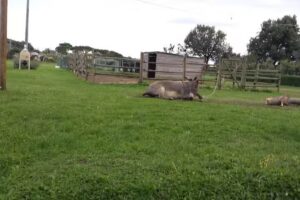 FATTORIA CASABIANCA di Liquori Aldo