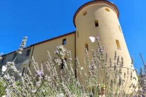Fattoria la Campigliola