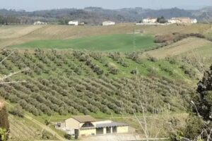 Fattoria Piccaratico