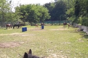 Goccia d’oro Ranch