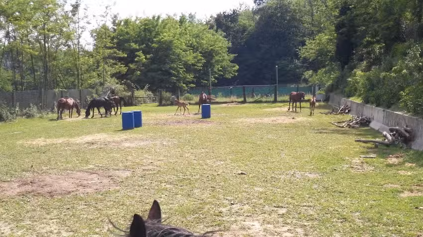 Goccia d’oro Ranch