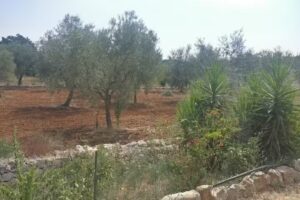 Hotel Ristorante Mizar Blu Di Dragone Leonardo