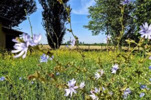 I Girasoli Room & Breakfast