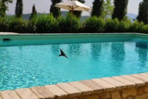 Il Borgo Del Lupo Relax Family Apartments in Tuscany with Restaurant & Swimming Pool