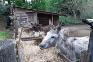 Il Boschetto dei Corbezzoli