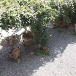 Il Giardino dei Semplici