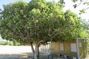 “Jungle Caravan” – TEMPORANEAMENTE CHIUSO- NON DISPONIBILE