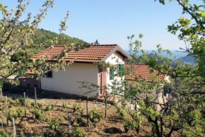 L’Oasi del Rossese