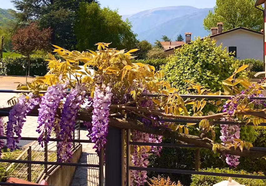 La Casa del Glicine