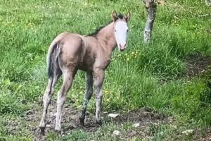 La Fattoria di Morgana