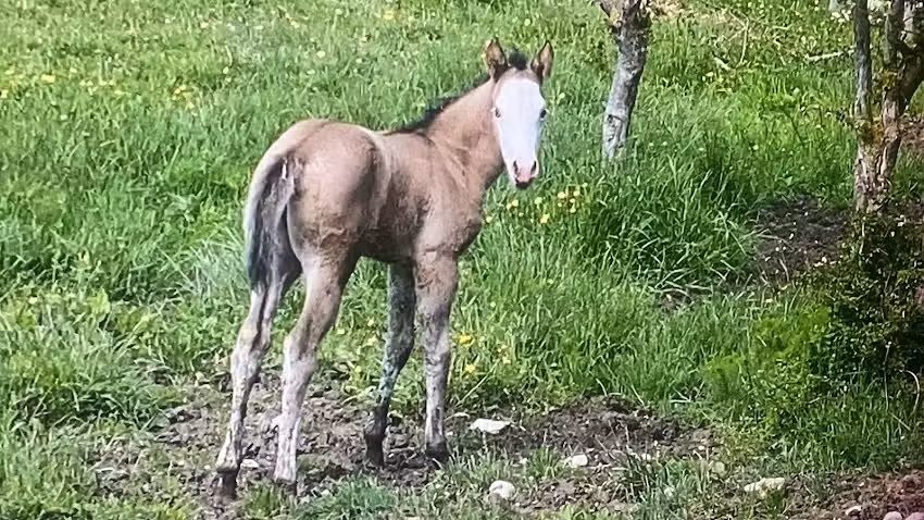La Fattoria di Morgana