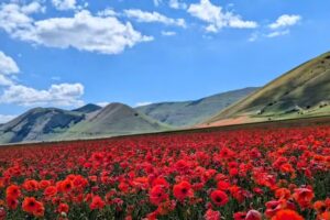 La fioritura di Castelluccio
