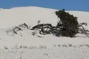 La macchia mediterranea