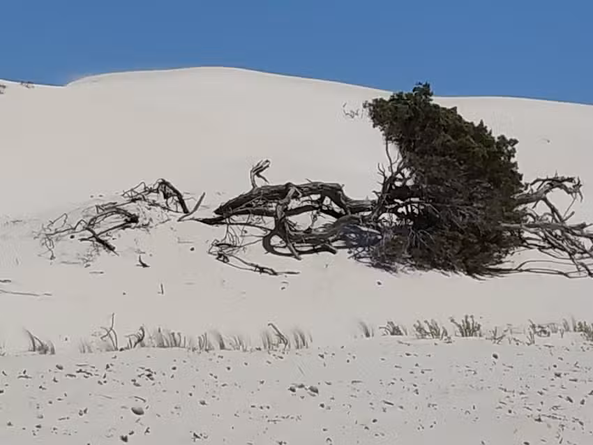 La macchia mediterranea
