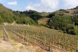 La Rana e la Salamandra House