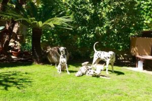 La Tana dei Dalmatini