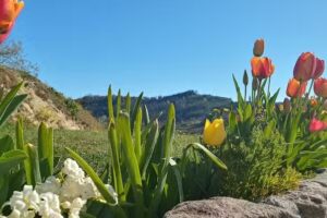 LOCAZIONE TURISTICA IL BRICCHETTO