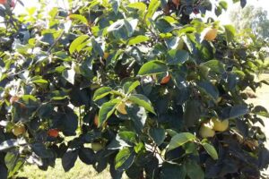 lucy bed and breakfast