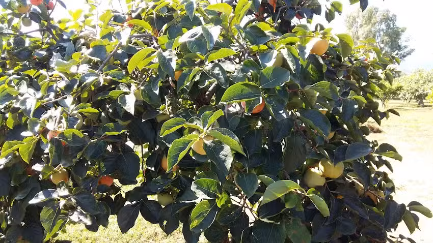 lucy bed and breakfast