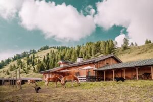 Malga Festons – Haflinger Eibn