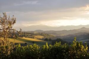 Mille Querce società agricola s.r.l.